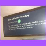 Black Howler Monkey.jpg